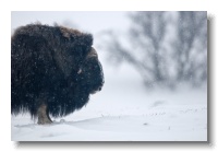 Musk Ox_ANL_6975